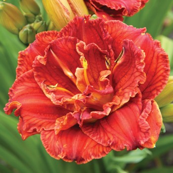Liliowiec Paprika Flame