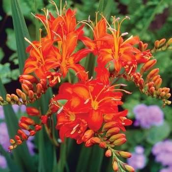 Krokosmia olbrzymia