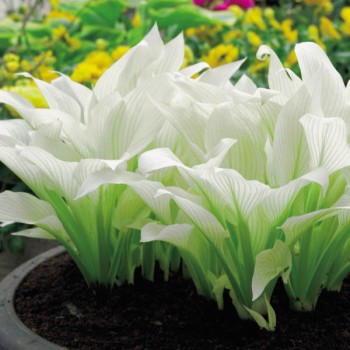 Hosta White Feather®