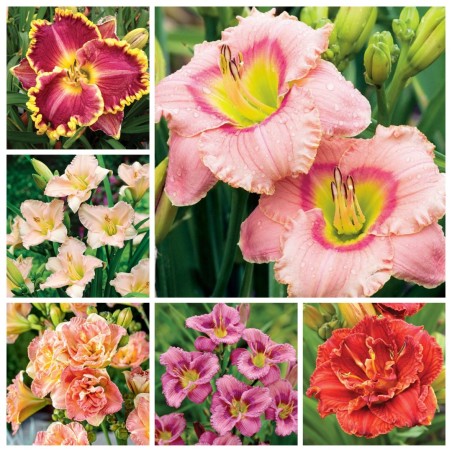 Liliowiec mix 3 szt.