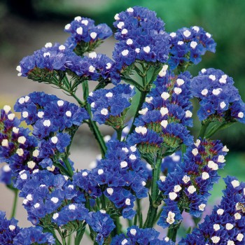 Zatrwian wrębny Deep Blue...