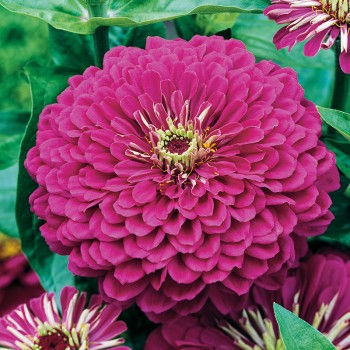 Cynia wytworna Violet Queen nasiona 1g