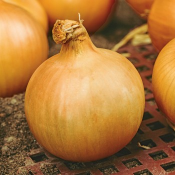 Cebula Yellow Sweet Spanish nasiona