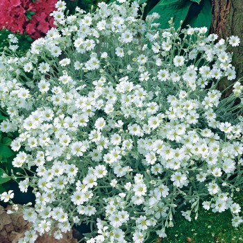 Rogownica Biebersteina