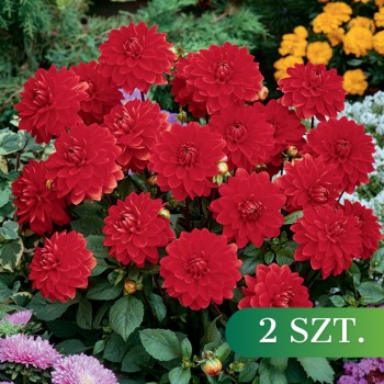 Dalia dekoracyjna Heatwave...