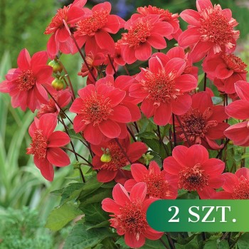 Dalia anemonowa Inca 2 szt....