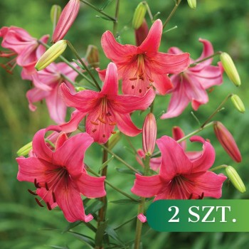 Lilia tygrysia Pink Flight 2 szt. PROMOCJA