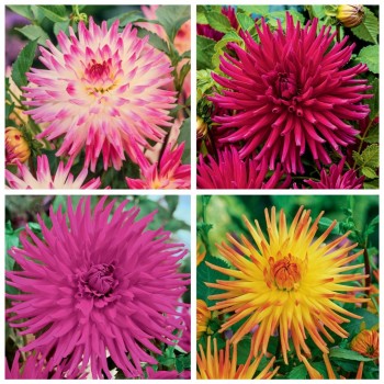 Dalia kaktusowa mix 3 szt.