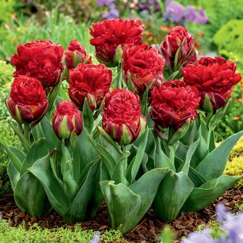 Tulipan lodowy  Ice Cream Strawberry