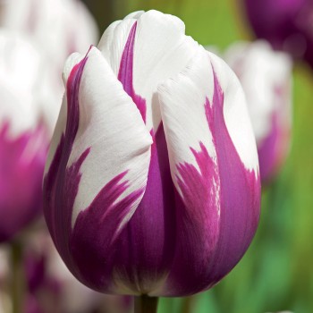 Tulipan Rems Favourite