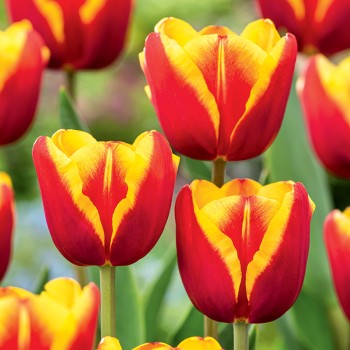 Tulipan Dow Jones®