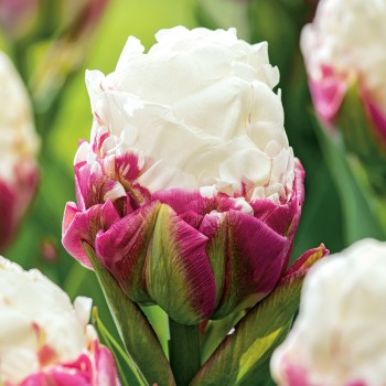 Tulipan lodowy Ice Cream®