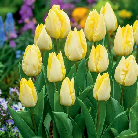 Tulipan Sunny Prince®