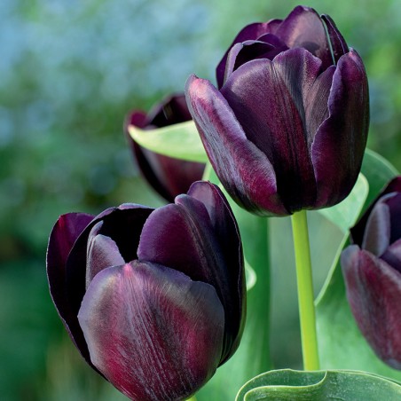 Tulipan Eduard Pelger