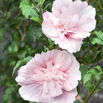 Hibiskus syryjski Pink Chiffon®