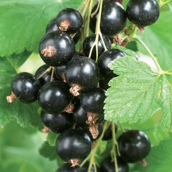 Porzeczka Ores