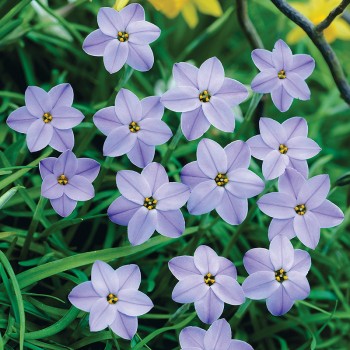 Ifeon Wisley Blue