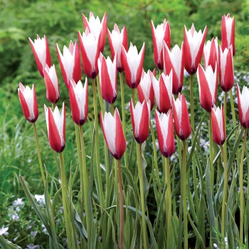 Tulipan botaniczny Lady Jane
