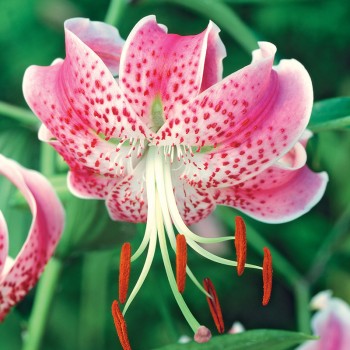 Lilia turbanowa Rubrum Uchida