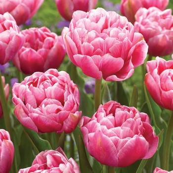 Tulipan pełny Aveyron