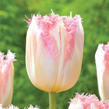 Tulipan strzępiasty Edinburgh