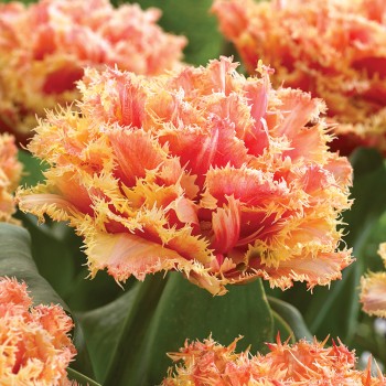 Tulipan pełny strzępiasty Brisbane