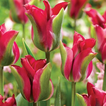 Tulipan viridiflora Green Love