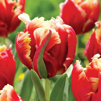 Tulipan papuzi Dee Jay Parrot