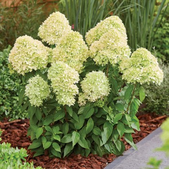 Hortensja bukietowa Bee Green PBR