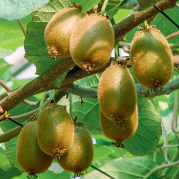 Minikiwi Zakarpacie