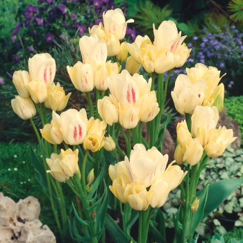 Tulipan wielokwiatowy Candy Club®