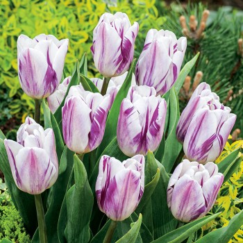 Tulipan Flaming Flag®