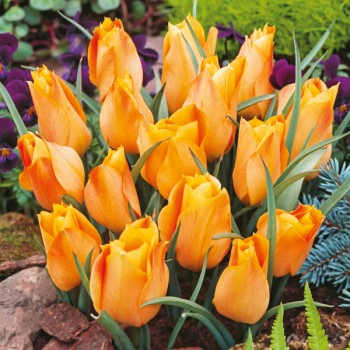 Tulipan botaniczny Batalinii Bronze Charm