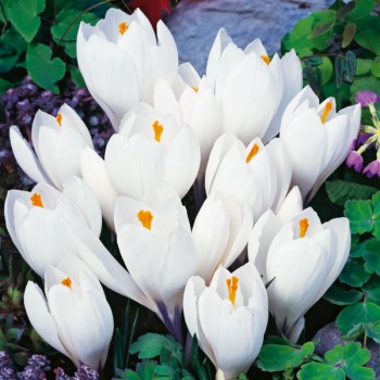 Krokus wiosenny Jeanne d'Arc