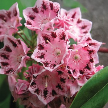 Kalmia Xanten