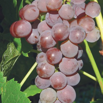 Winorośl bezpestkowa Einset Seedless