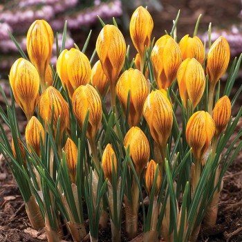 Krokus złocisty Fuscotinctus