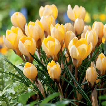 Krokus złocisty Romance