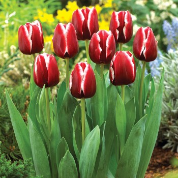 Tulipan Armani