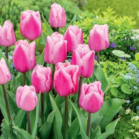 Tulipan Aafke