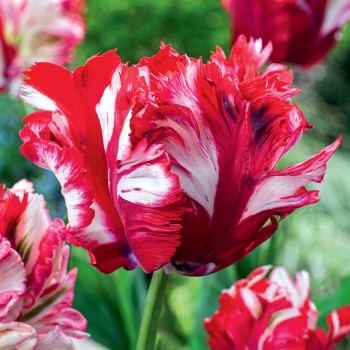 Tulipan papuzi Estella Rijnveld