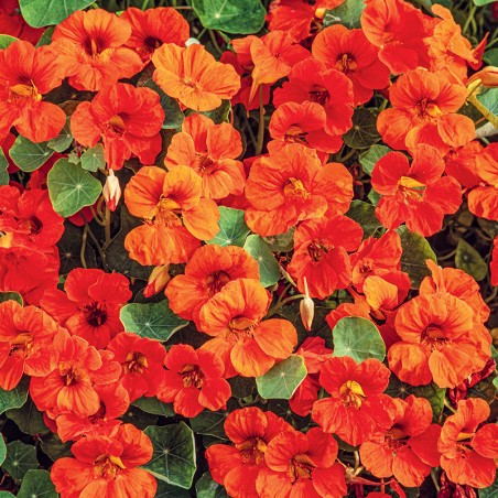 Nasturcja karłowa Tip Top Scarlet nasiona 2g