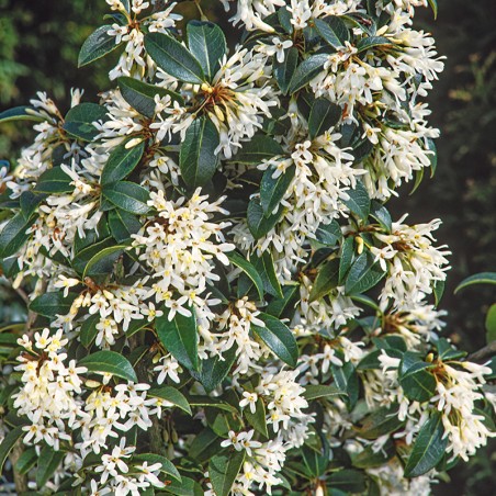 Osmantus Burkwooda