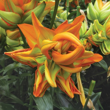 Lilia pełna Hulk