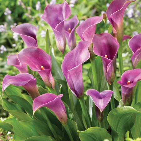 Kalla Purple Spirit