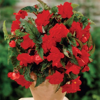 Begonia wisząca Cascade...