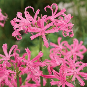 Nerina Bowdena