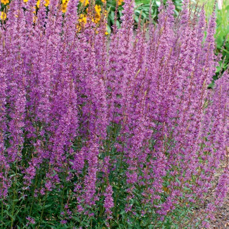 Krwawnica pospolita Red Hybrid