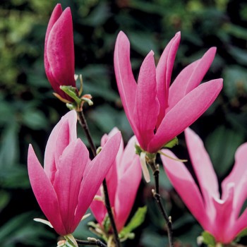 Magnolia  Susan