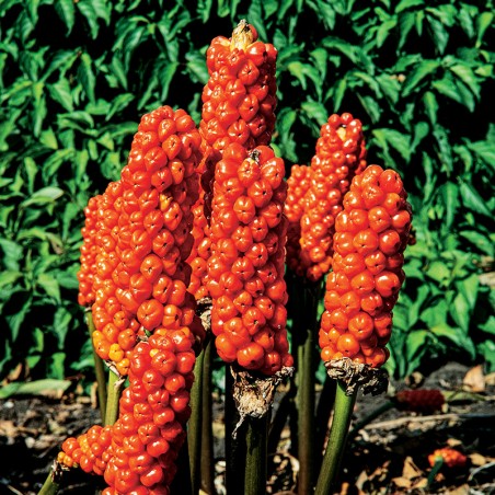 Obrazki włoskie